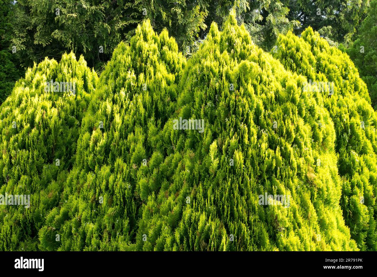 Platycladus orientalis, Biota orientalis, Oriental Arbovitae, Chinese Arbor-vitae, Oriental White Cedar, Platycladus stricta, Thuja orientalis Berkmanii Foto Stock