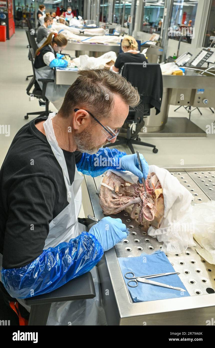 Guben, Germania. 19th Apr, 2023. Nel laboratorio di Gubener Plastinate GmbH, i dipendenti lavorano su varie parti del corpo umano. I modelli sono realizzati principalmente per scopi didattici, ma anche per mostre, come i 'Body Worlds' del taxidermista di cadavere von Hagens. (A dpa-KORR 'che cosa potete imparare dai morti nella città di Neisse di Guben') Credit: Patrick Pleul/dpa/Alamy Live News Foto Stock