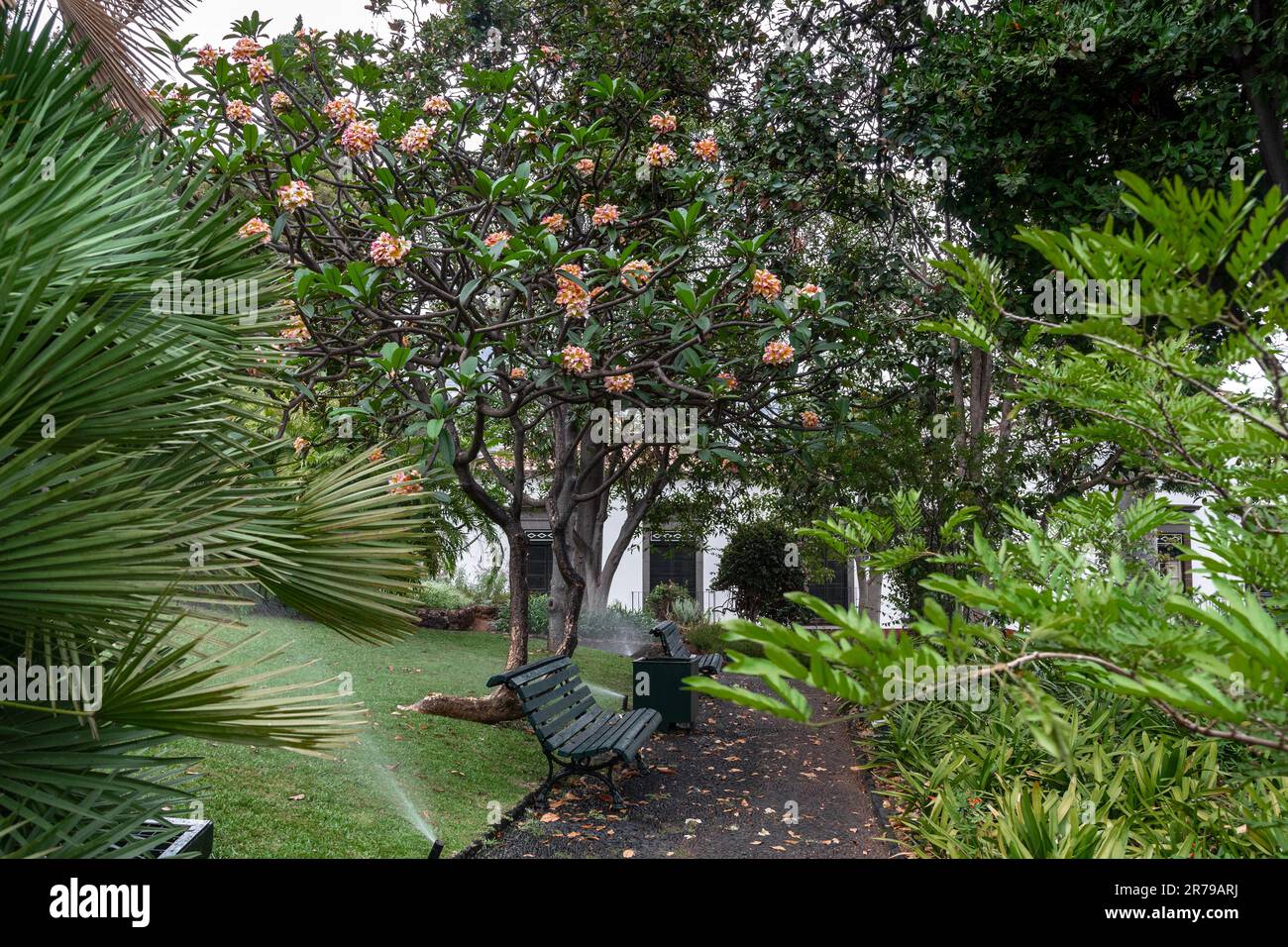 FUNCHAL, PORTOGALLO - 25 AGOSTO 2021: Questo è uno dei vicoli con le piante tropicali esotiche nel parco del vecchio museo della tenuta Quinta das Cruzes. Foto Stock