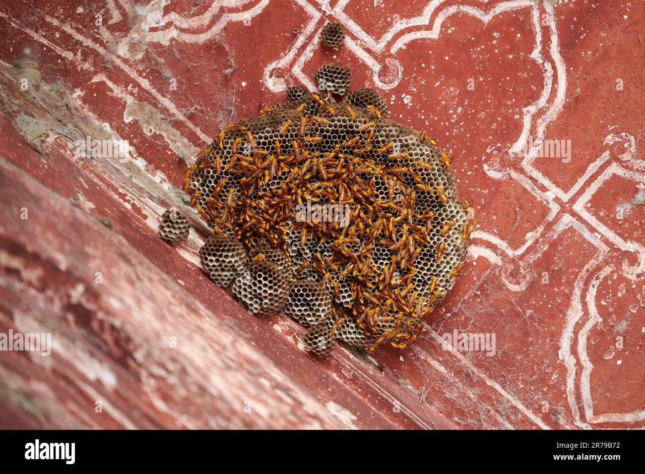 Api indiane nell'alveare sull'antico angolo delle mura del Taj Mahal, grandi api da miele gialle su celle a nido d'ape, molte api selvatiche nell'alveare sul muro rosso dell'edificio Foto Stock