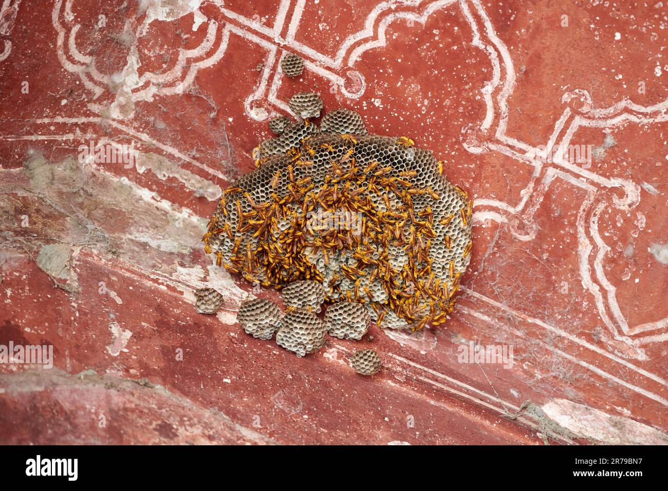 Api indiane nell'alveare sull'antico angolo delle mura del Taj Mahal, grandi api da miele gialle su celle a nido d'ape, molte api selvatiche nell'alveare sul muro rosso dell'edificio Foto Stock