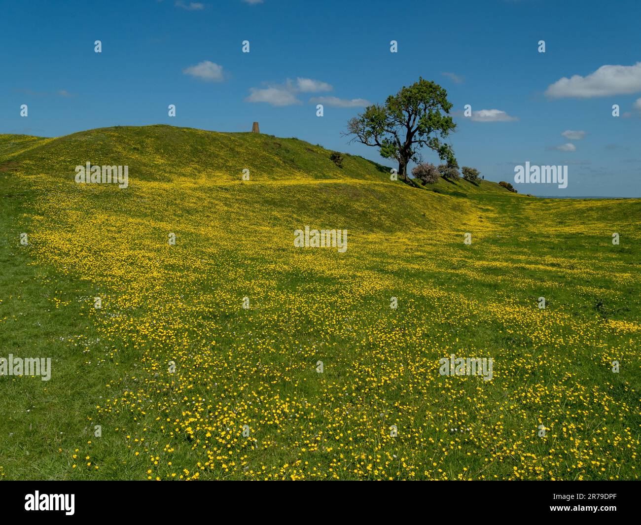 Un campo erboso verde di fiori di boccale giallo brillante (Ranunculus) con i bastioni del forte di Burrough Hill dietro nel mese di giugno, Leicestershire, Inghilterra. Foto Stock