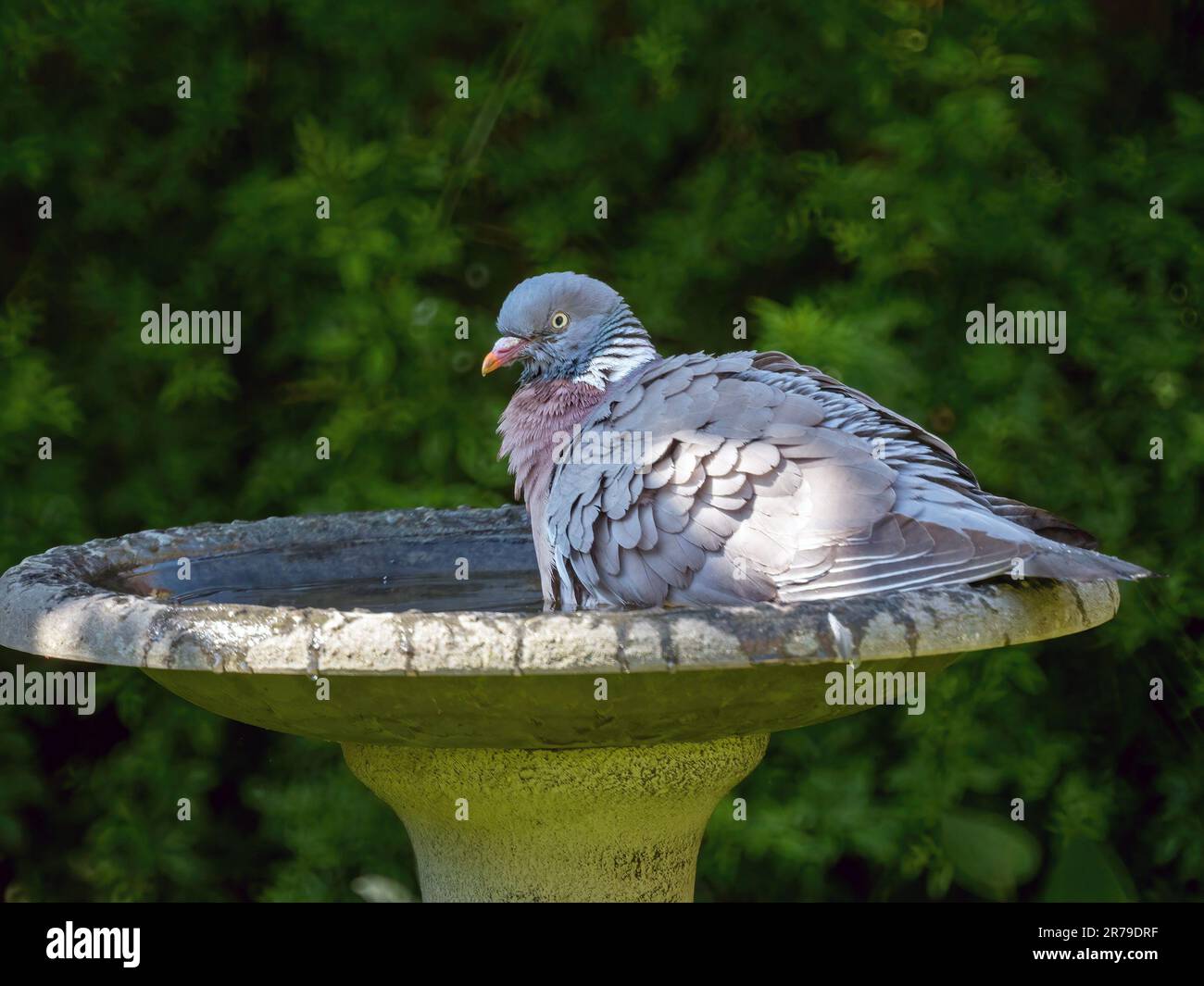 Grande piccione di legno comune adulto (Columba Palumbus) con piume ruffled seduta in acqua in un bagno di uccello del giardino, Leicestershire, Inghilterra, Regno Unito Foto Stock