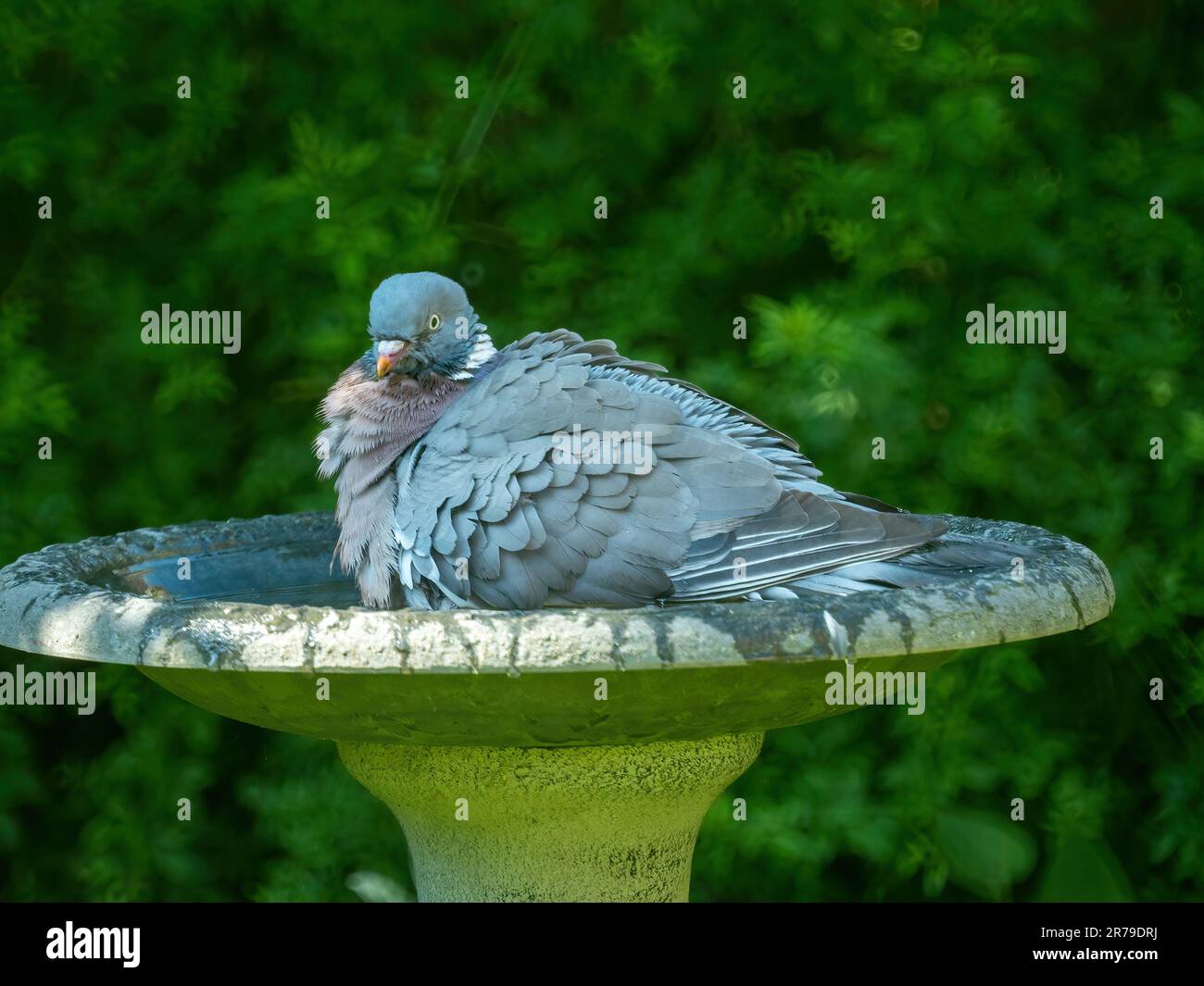 Grande piccione di legno comune adulto (Columba Palumbus) con piume ruffled seduta in acqua in un bagno di uccello del giardino, Leicestershire, Inghilterra, Regno Unito Foto Stock