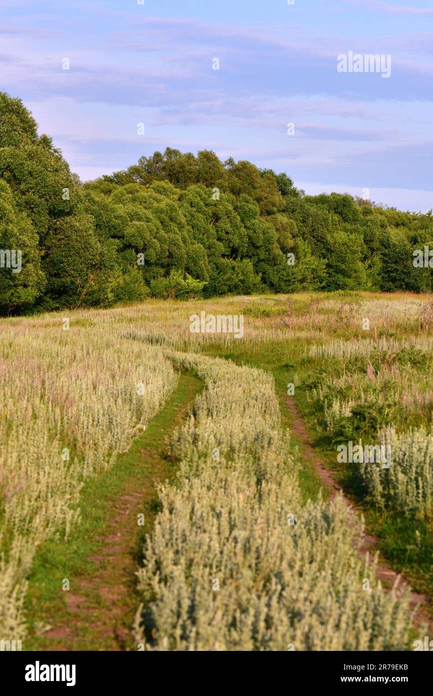 Paesaggio estivo con strada sterrata in Russia Foto Stock