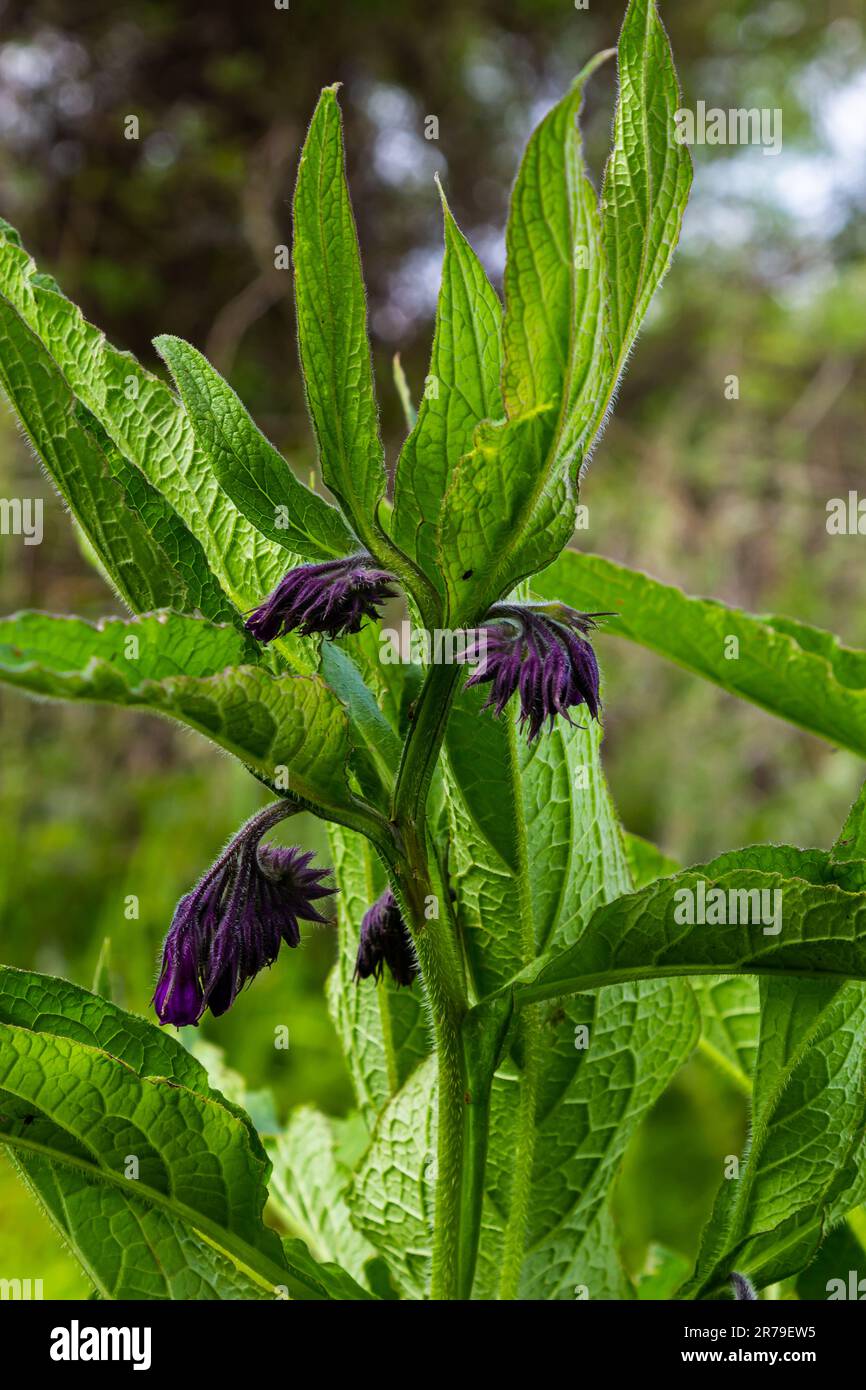 Nel prato, tra le erbe selvatiche fiorisce il cofido Symphytum officinale. Foto Stock