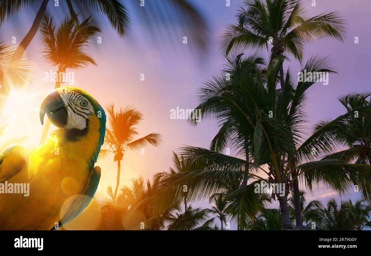 Tramonto nel tropico; vacanza estiva sulla spiaggia di palme tropicali; banner design con spazio copia Foto Stock