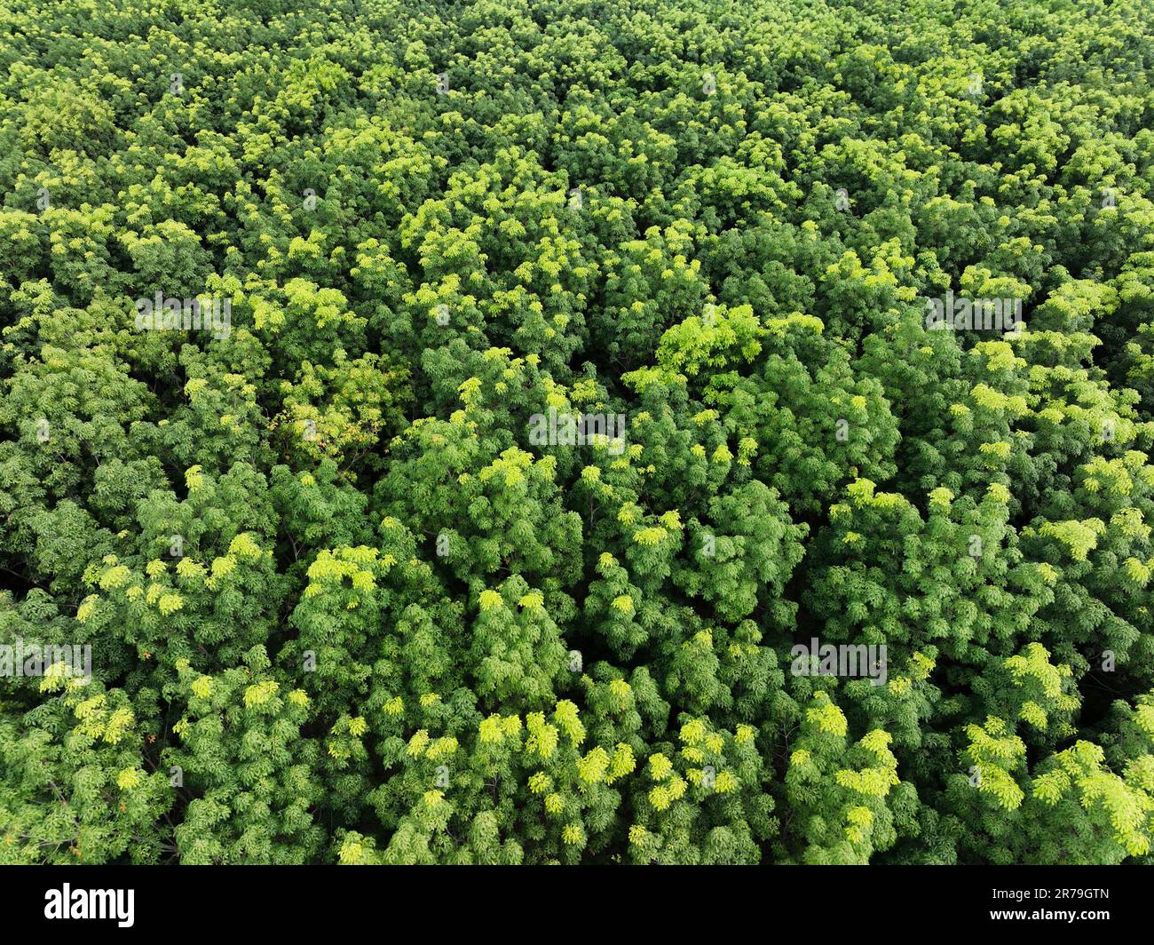 Vista aerea dall'alto della foresta verde in vendita credito al carbonio. Gli alberi verdi densi catturano CO2. Verde alberi sfondo per la neutralità del carbonio e zero netto Foto Stock