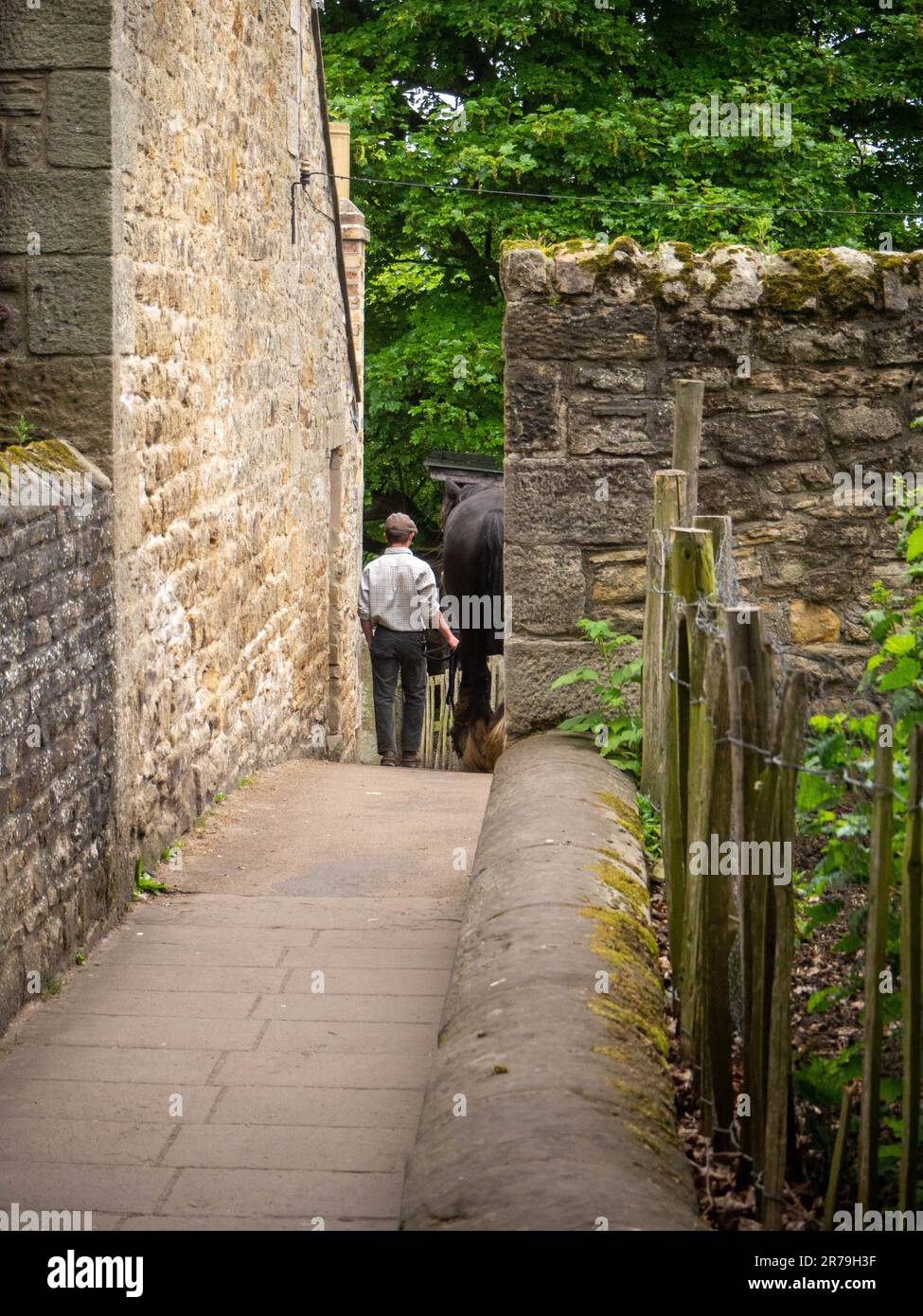 Mano di fattoria che conduce il grande cavallo shire lungo il vicolo per essere rivelato nei campi. Al Beamish Museum, Stanley, County Durham, Regno Unito Foto Stock