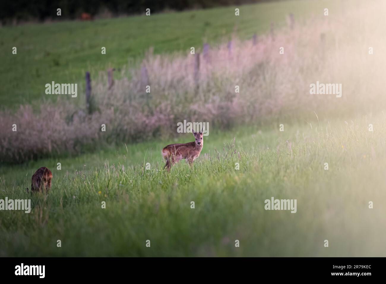 Giovane cucciolo, capriolo, su un campo con la foresta sullo sfondo nella calda luce estiva in Germania Foto Stock