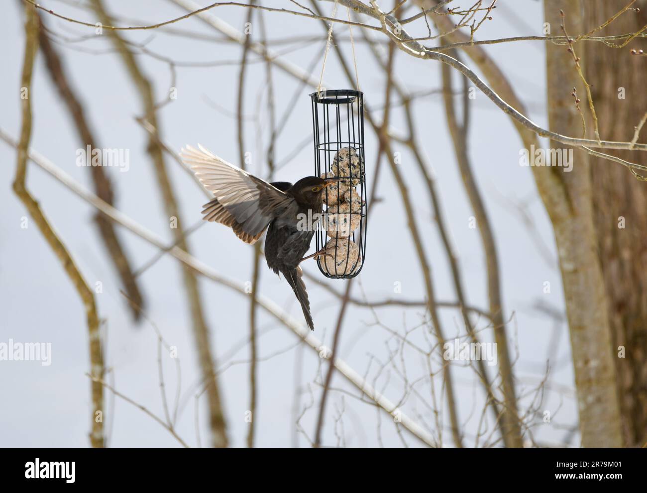 Blackbird in giardino in inverno Foto Stock