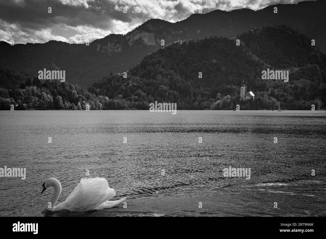 Un bellissimo cigno nel lago di Bled - Slovenia Foto Stock