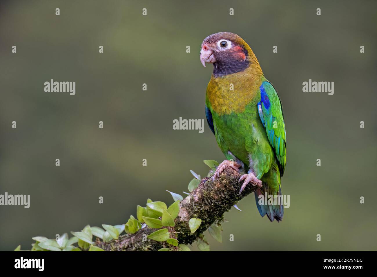 Bel pappagallo seduto sul ramo primo piano Foto Stock