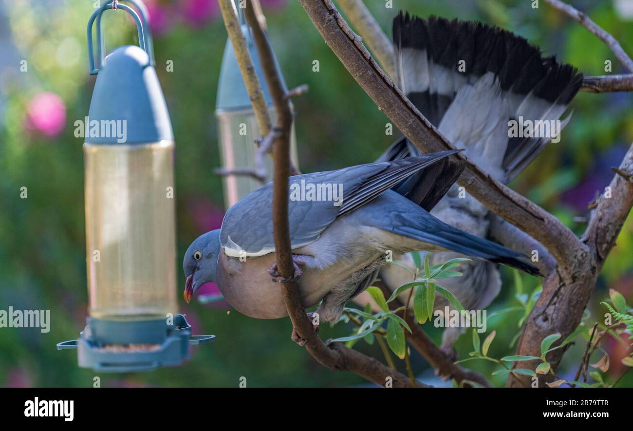 Pigeon di legno o Pigeon di legno comune (Columba Palumbus) si nutrono di un uccello appeso in un giardino in una mattina di sole estate Foto Stock