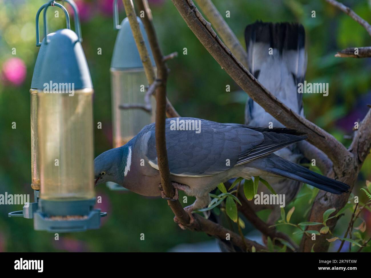 Pigeon di legno o Pigeon di legno comune (Columba Palumbus) si nutrono di un uccello appeso in un giardino in una mattina di sole estate Foto Stock