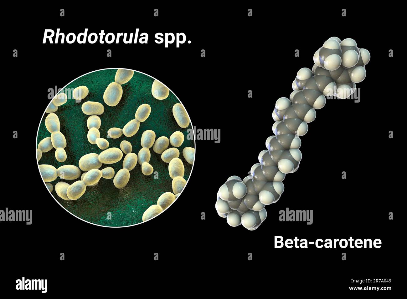 Rhodotorula funghi e molecola di beta-carotene, 3D illustrazione. I lieviti di Rhodotorula sono una fonte naturale di pigmento di beta-carotene, precursore del vitam Foto Stock
