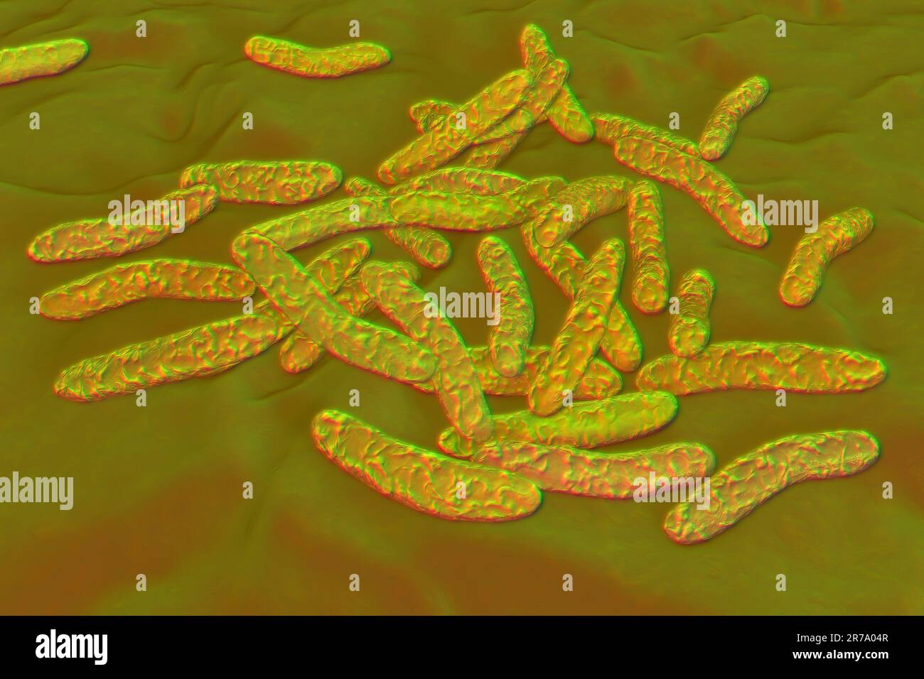 Batteri di Pseudoalteromonas tetraodonis, illustrazione 3D. Batteri marini  che vivono in superficie lime del pesce puffer e secernono neurotossina,  tetropot Foto stock - Alamy