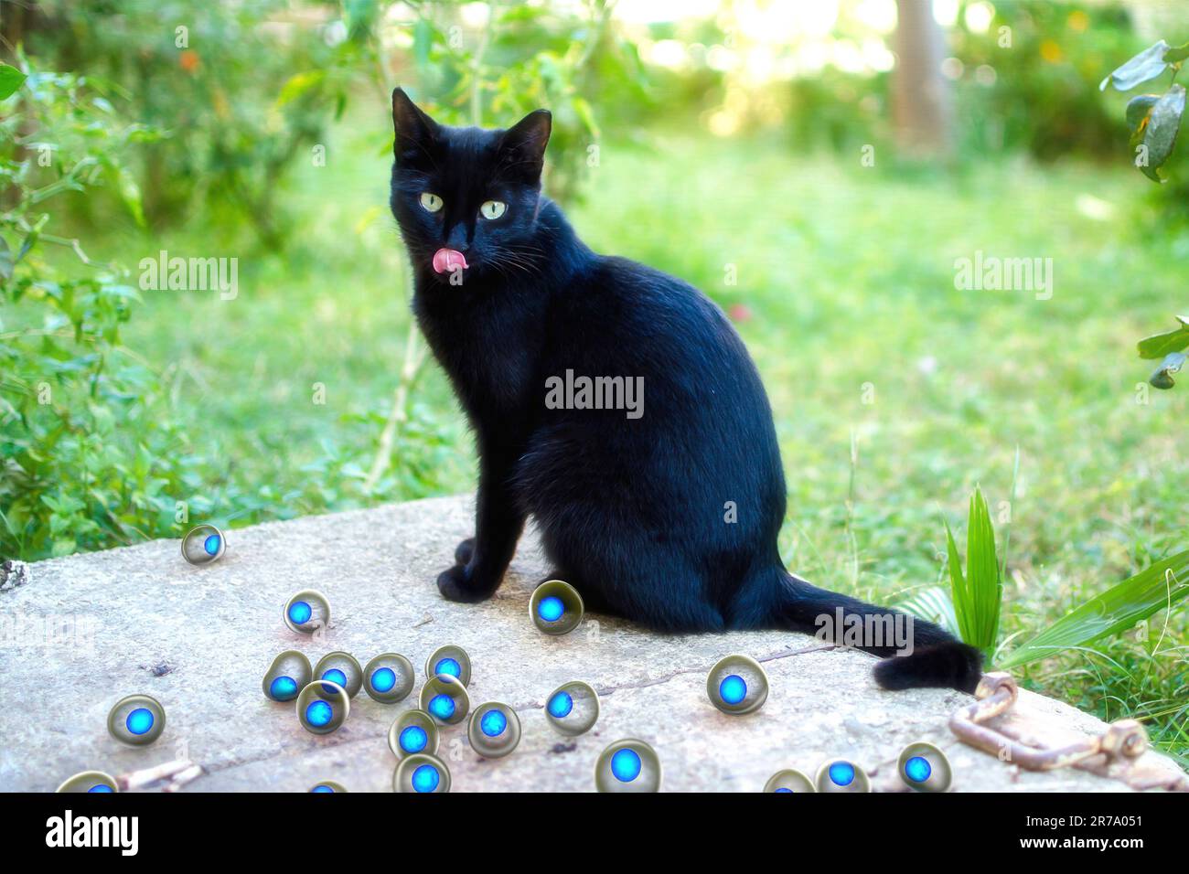 Immagine concettuale di consapevolezza Toxoplasma gondii. 3D illustrazione che mostra le oocisti di Toxoplasma che si trovano vicino al gatto che è l'ospite definitivo del parasito Foto Stock