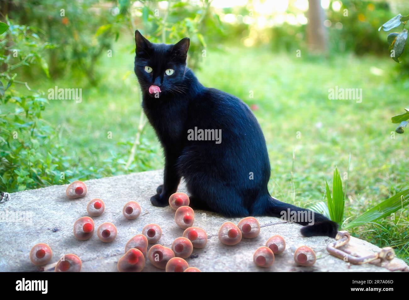 Oocisti di Toxoplasma gondii che si trovano vicino al gatto che è l'ospite definitivo di parassiti, 3D illustrazione Foto Stock