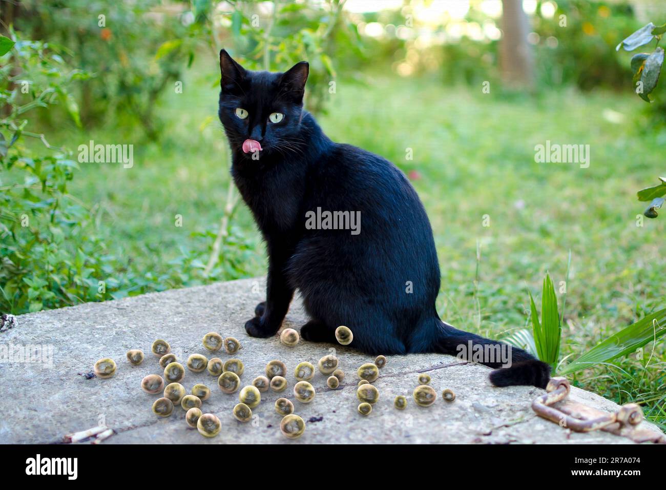 Oocisti di Toxoplasma gondii che si trovano vicino al gatto che è l'ospite definitivo di parassiti, 3D illustrazione Foto Stock
