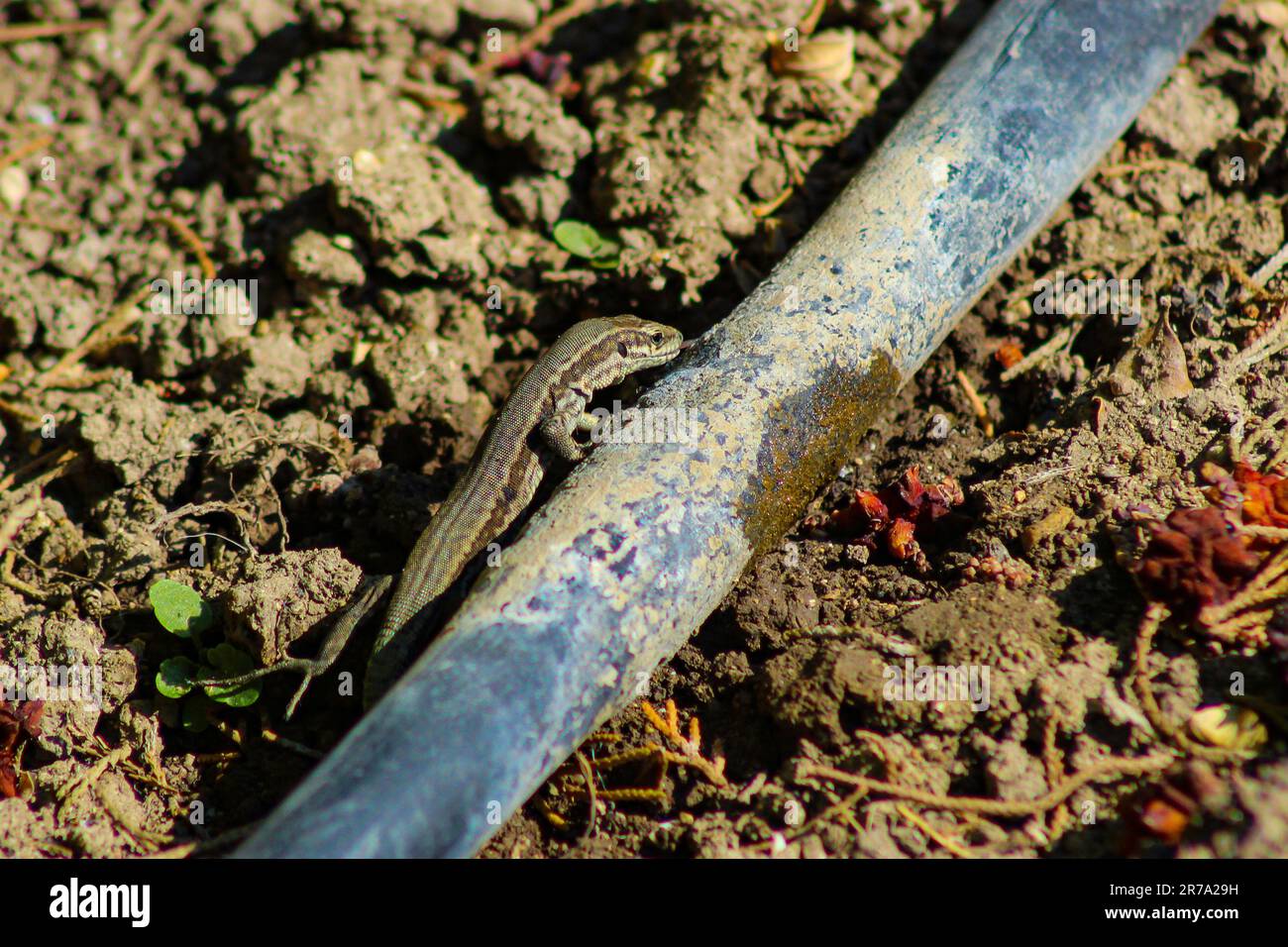 Un colpo ad angolo alto di una lucertola che striscia intorno su un vecchio tubo Foto Stock