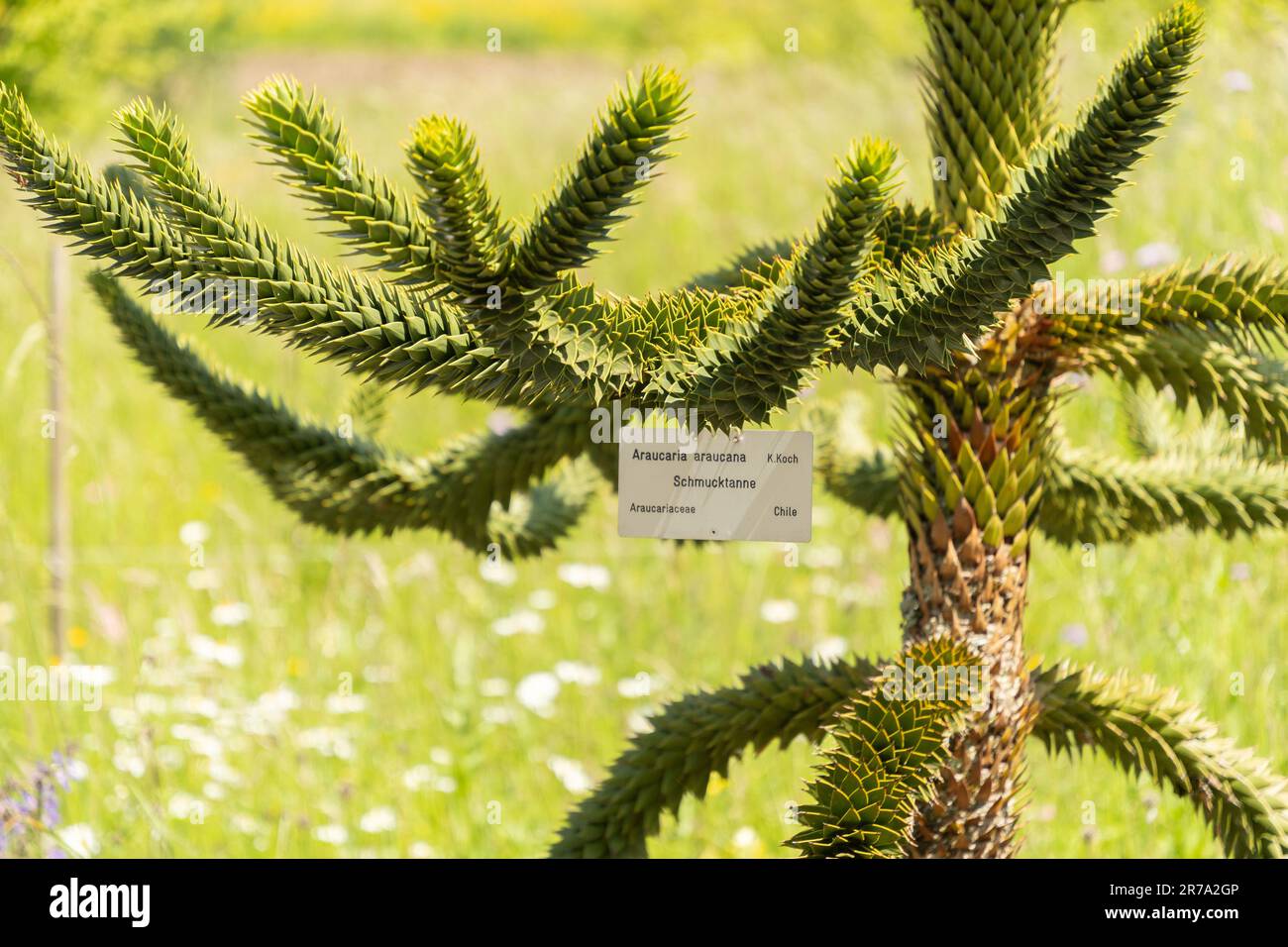Zurigo, Svizzera, 22 maggio 2023 albero di puzzle scimmia o Araucania Araucana presso il giardino botanico Foto Stock