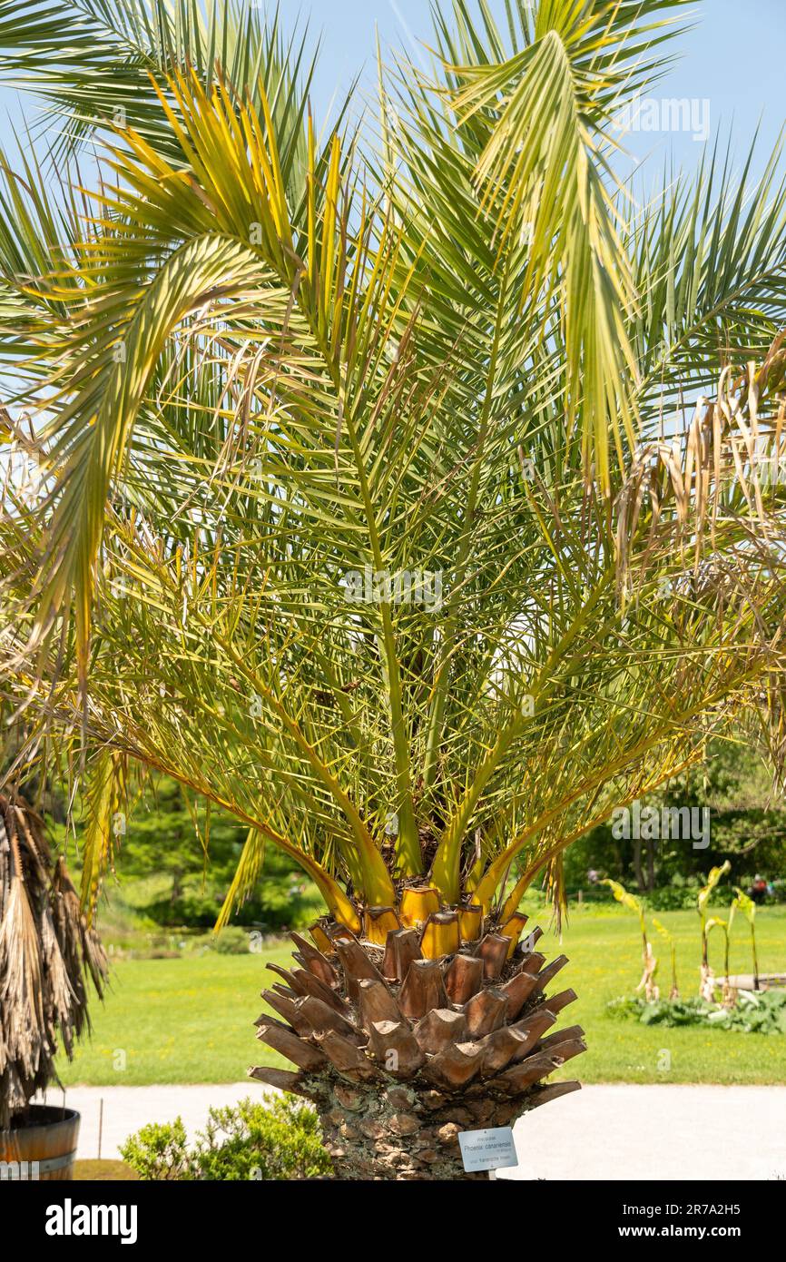 Zurigo, Svizzera, 22 maggio 2023 Palma di ananas o pianta di Phoenix canariensis nel giardino botanico Foto Stock