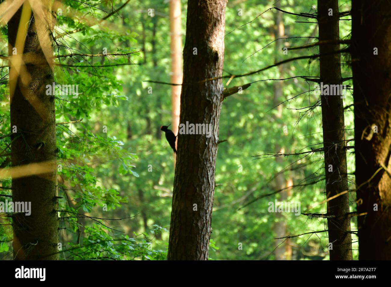 Grande picchio nella foresta tedesca ad alto contrasto Foto Stock