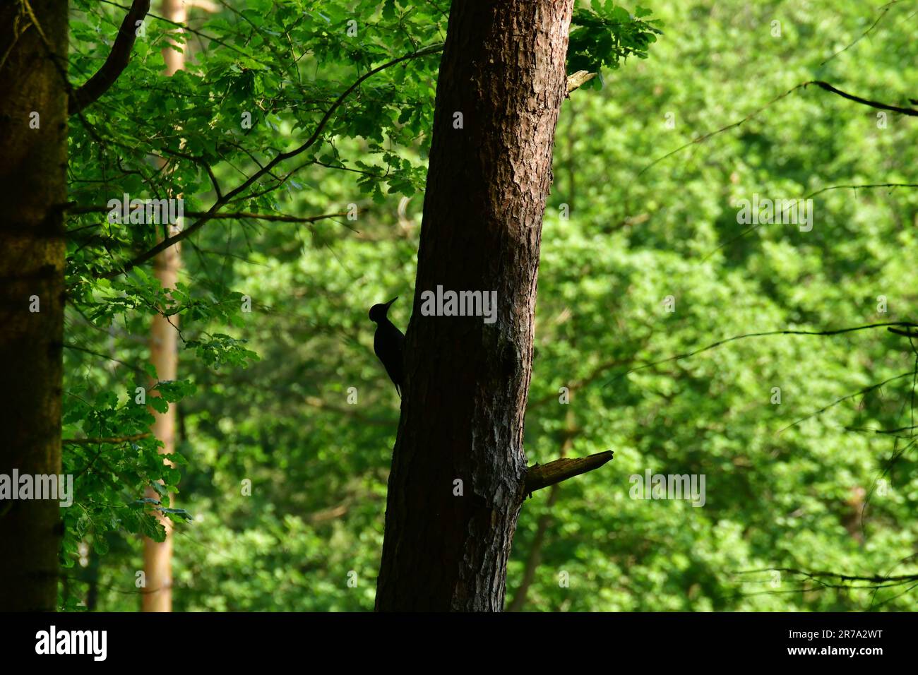 Grande picchio nella foresta tedesca ad alto contrasto Foto Stock