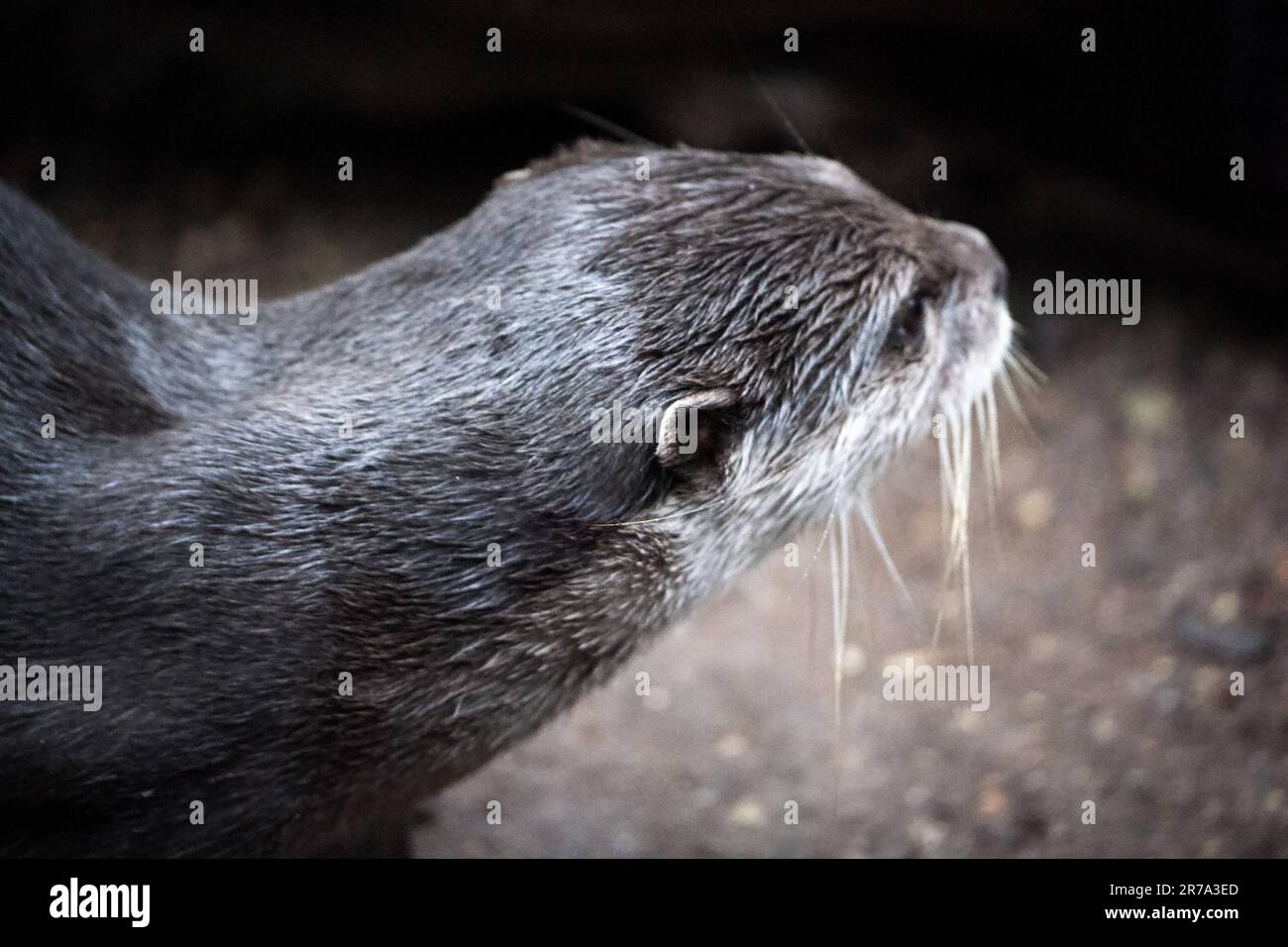 Un'adorabile lontra di mare è raffigurata nel suo habitat naturale, felicemente munching via su del cibo che ha trovato sul terreno Foto Stock