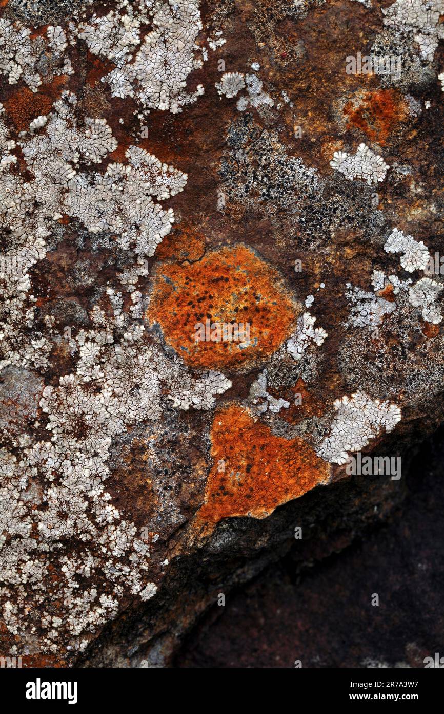 Xanthoria parietina - scudo dorato Lichen. Comune su scogliere di mare e rocce ricche di quarzo. Foto Stock