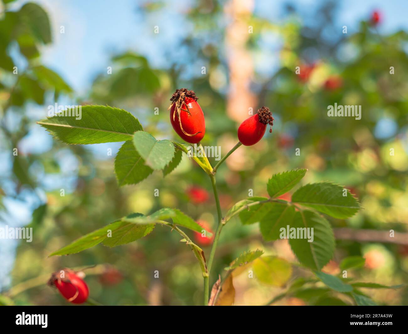 Belle bacche rosse e arancioni rosa hip crescere su un cespuglio in una foresta in una giornata di sole. Foto Stock