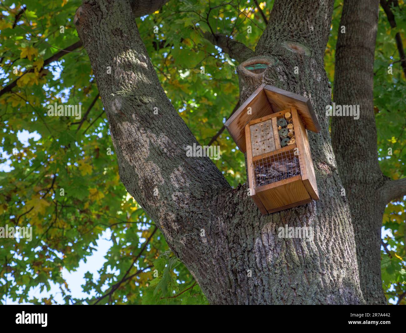 Elegante casa di legno moderna su un grande albero vecchio con bella corteccia testurizzata di un tronco e verde brillante fogliame. Foto Stock