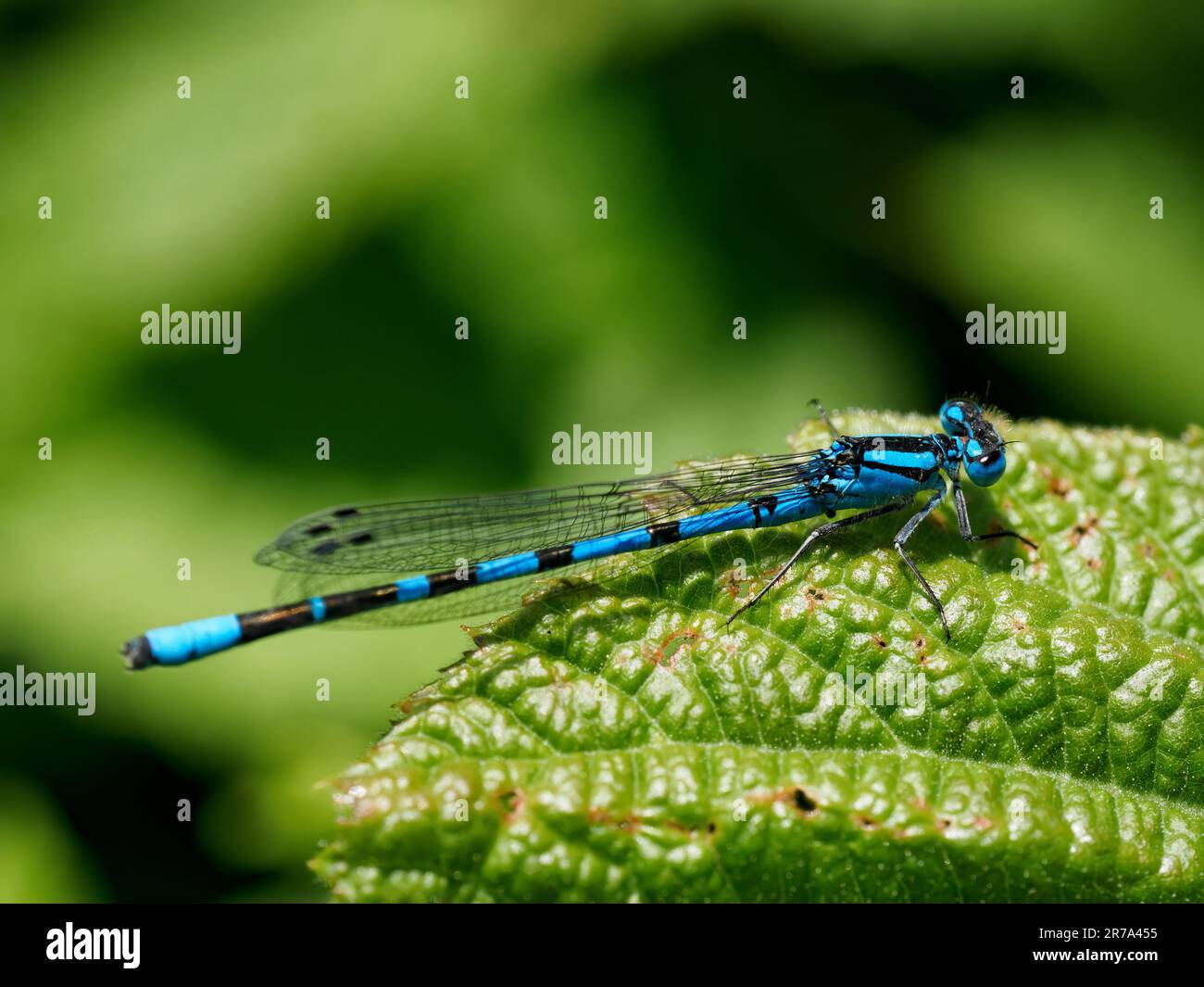 Primo piano della damselfly blu comune maschile (Enallagma cyathigerum) Foto Stock