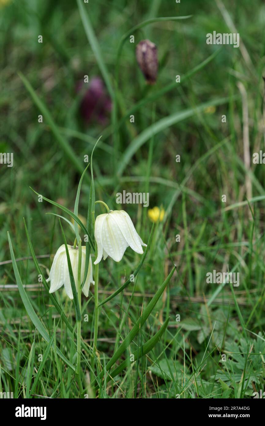 Fritillaries che crescono in un prato di fiori selvatici del wiltshire Foto Stock