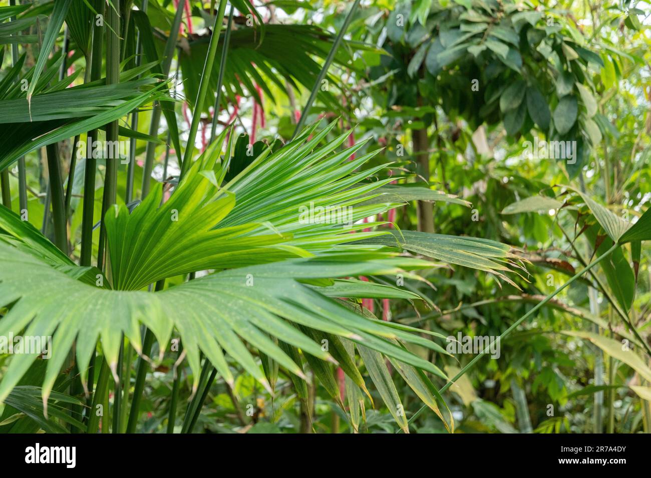 Zurigo, Svizzera, 22 maggio 2023 Panama Hat Plant o Carludovica palmata presso il giardino botanico Foto Stock