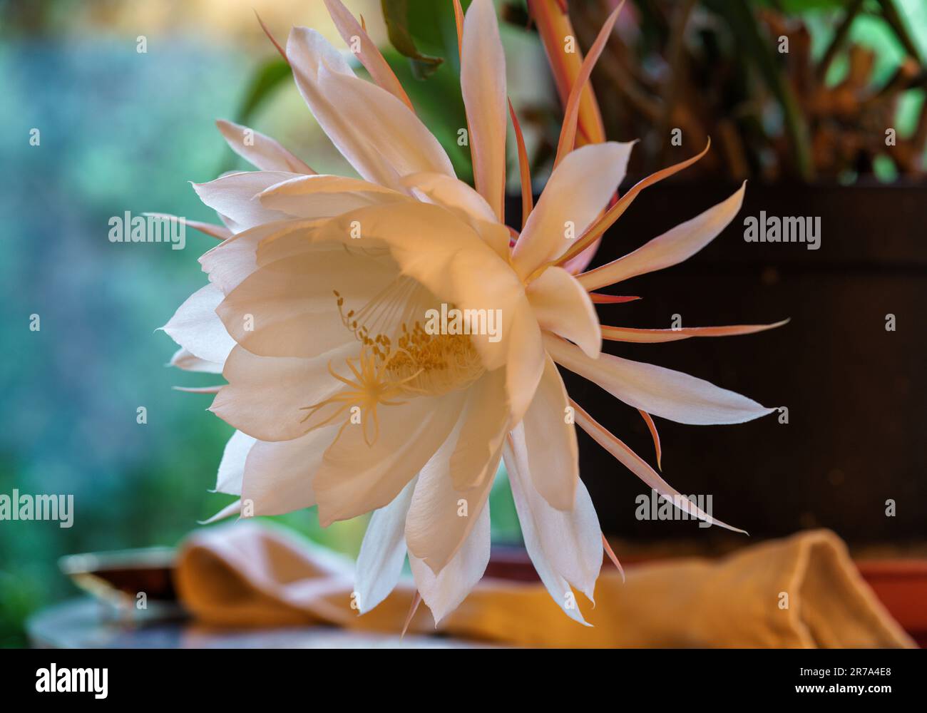 Fiore raro della Regina della notte (Epiphyllum oxypetalum). Bblooms raramente - spesso solo una volta all'anno - e solo di notte e il fiore ha avvistato all'alba Foto Stock