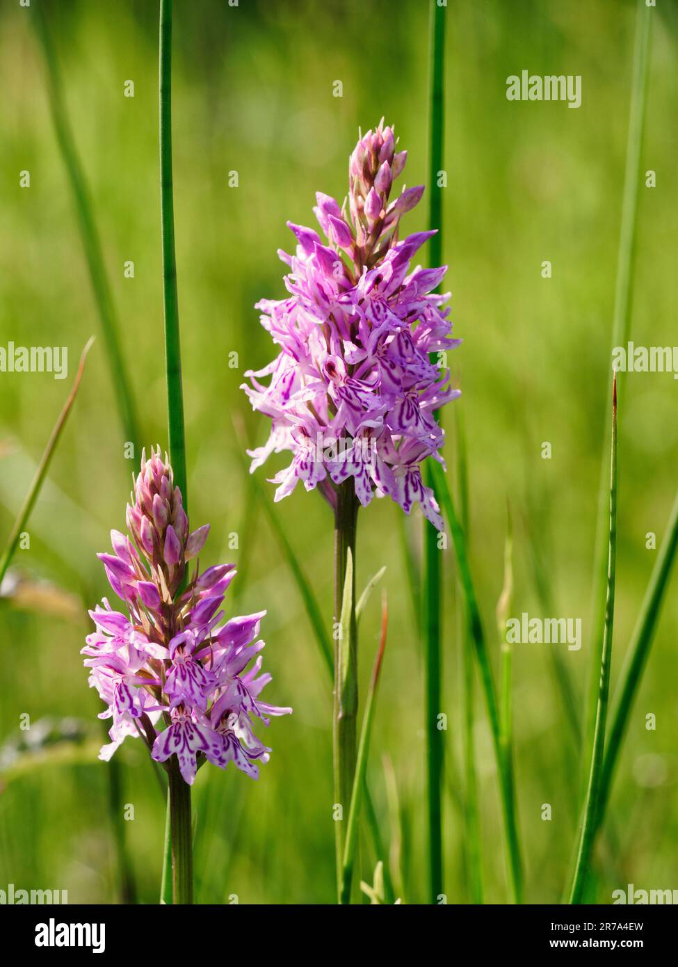 Orchidea maculata comune (Dactylorhiza fuchsii) - primo piano di due teste di fiori in un prato di fiori selvatici Foto Stock