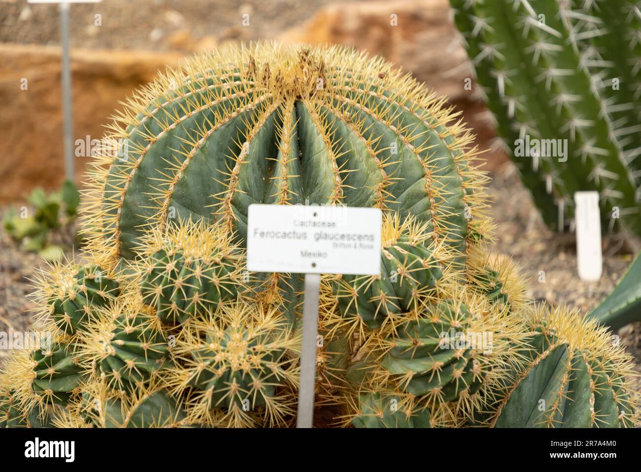 Zurigo, Svizzera, 22 maggio 2023 Cactus barile di Glaucus o Ferocactus Glaucescens presso il giardino botanico Foto Stock