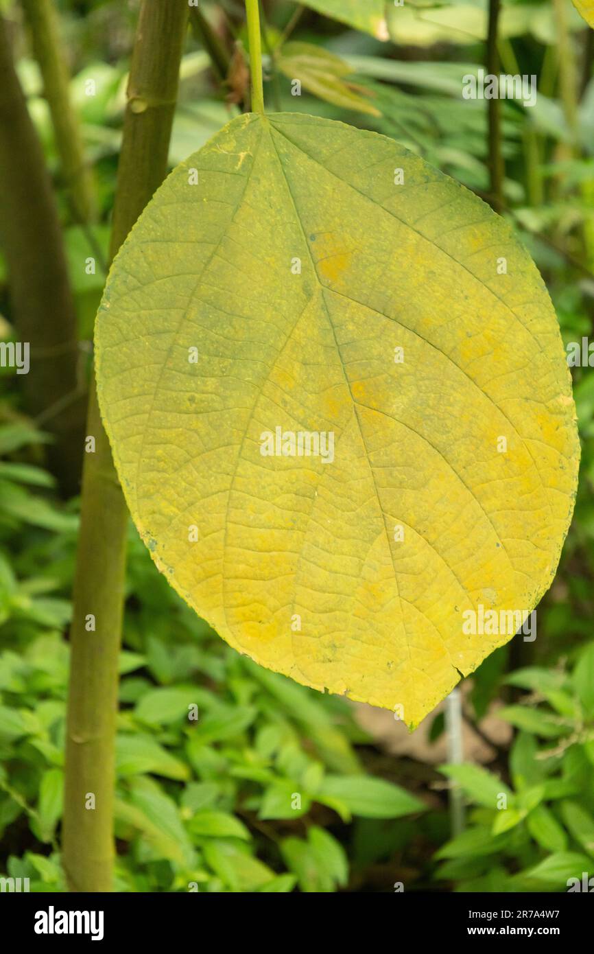 Zurigo, Svizzera, 24 maggio 2023 Falso ortica o Boehmeria Platyphylla presso il giardino botanico Foto Stock