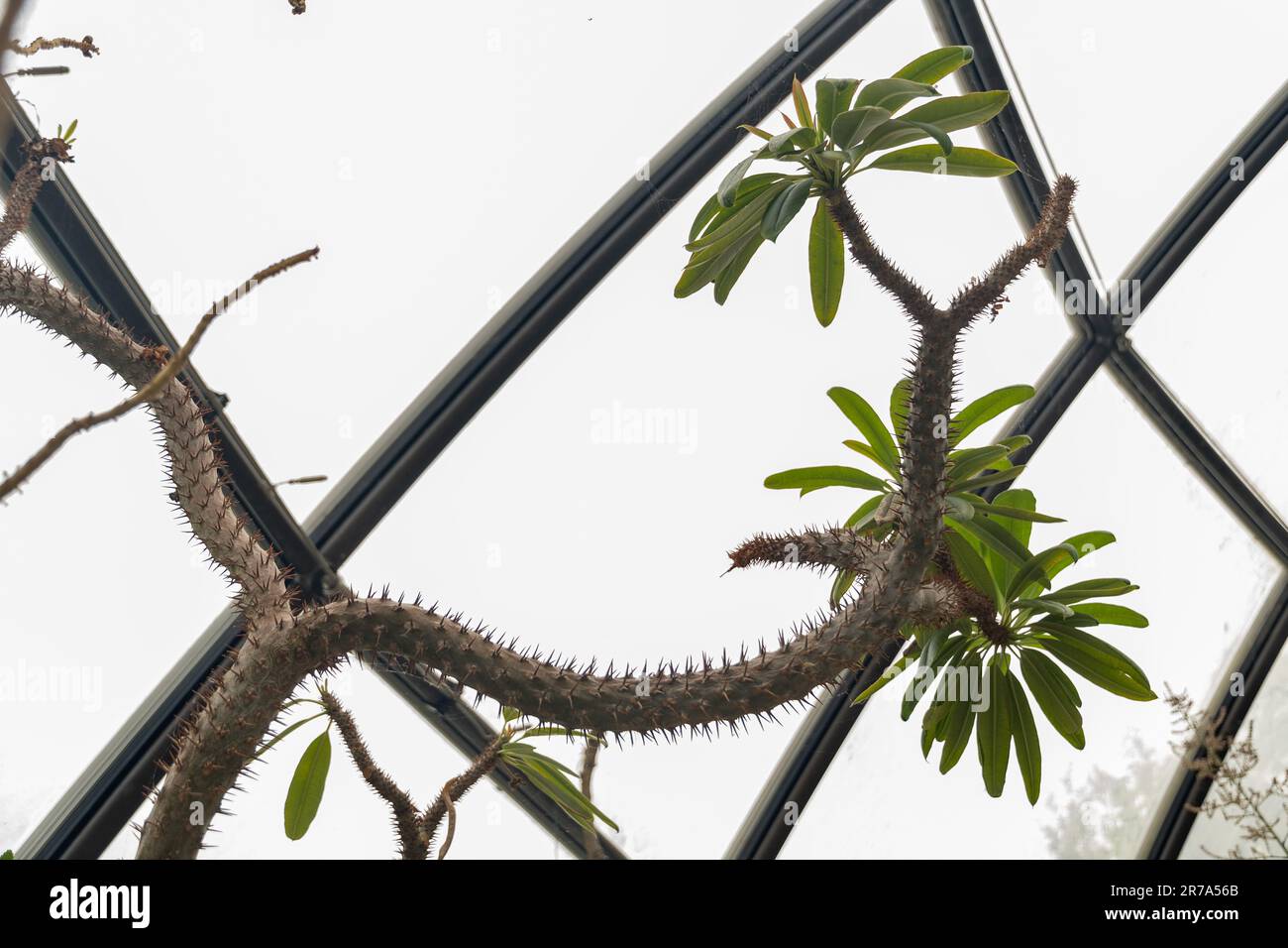 Zurigo, Svizzera, 24 maggio 2023 Malgascio palma o Pachypodium Lamarei impianto presso il giardino botanico Foto Stock