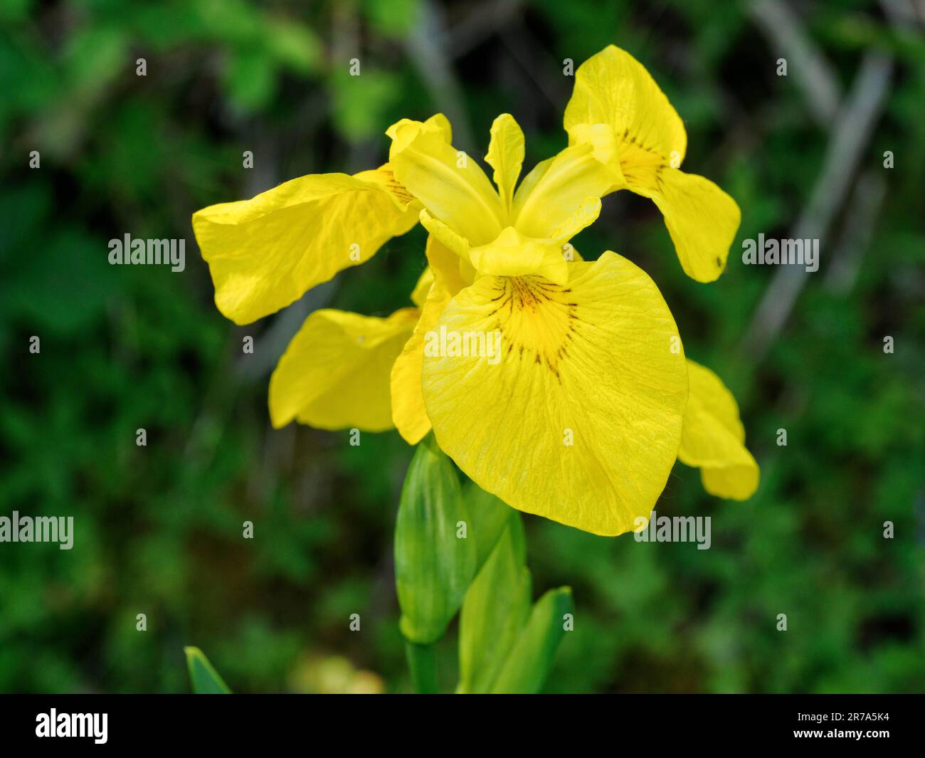 Primo piano di un fiore di iride giallo - Iris pseudacorus - alias bandiera gialla o bandiera dell'acqua Foto Stock