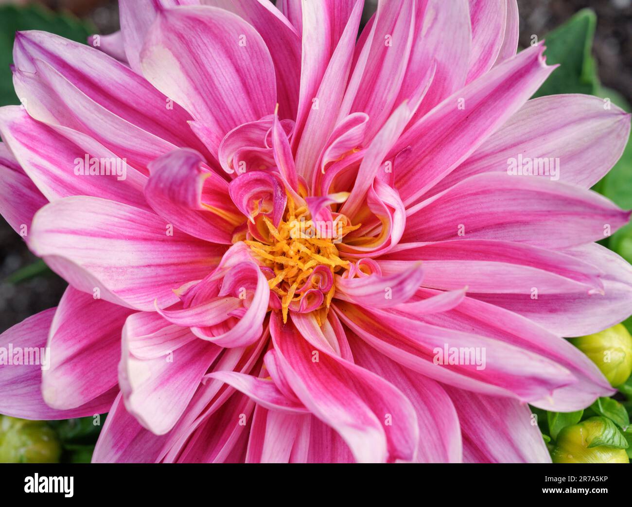 Fiore Dahlia rosa e bianco con steli gialli Foto Stock