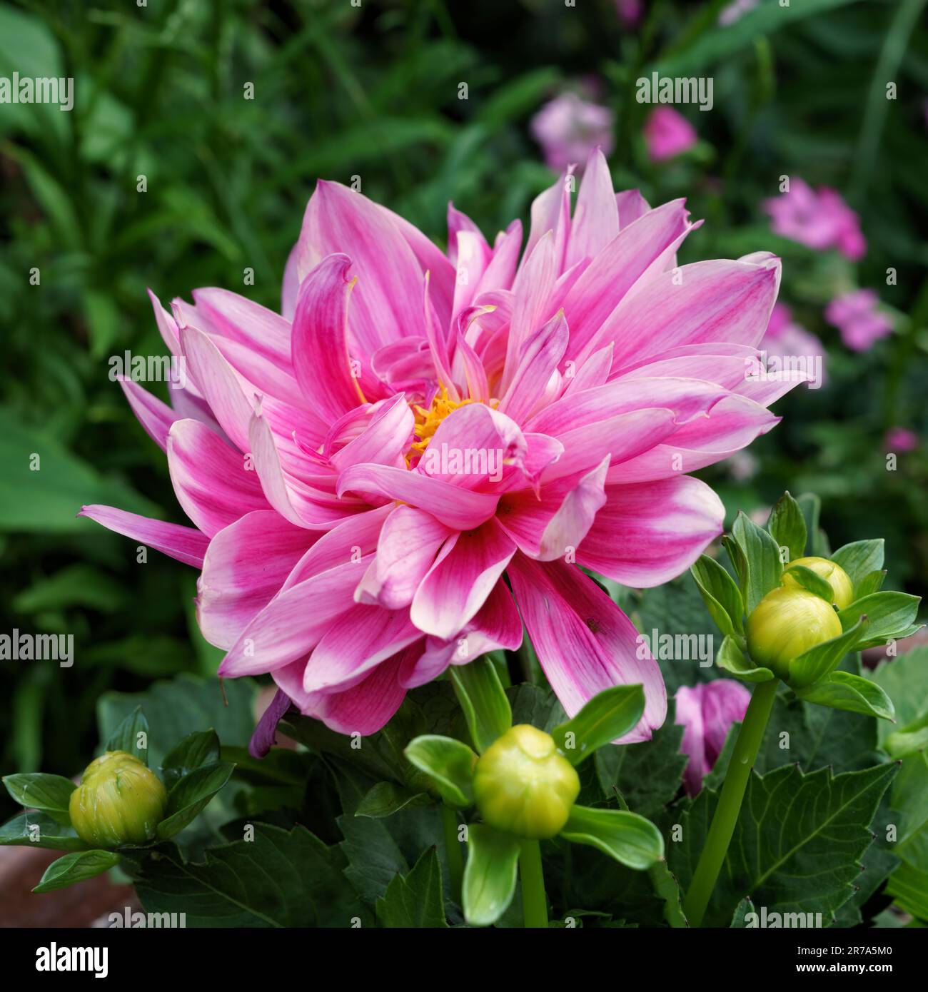 Fiore Dahlia rosa e bianco con steli gialli Foto Stock