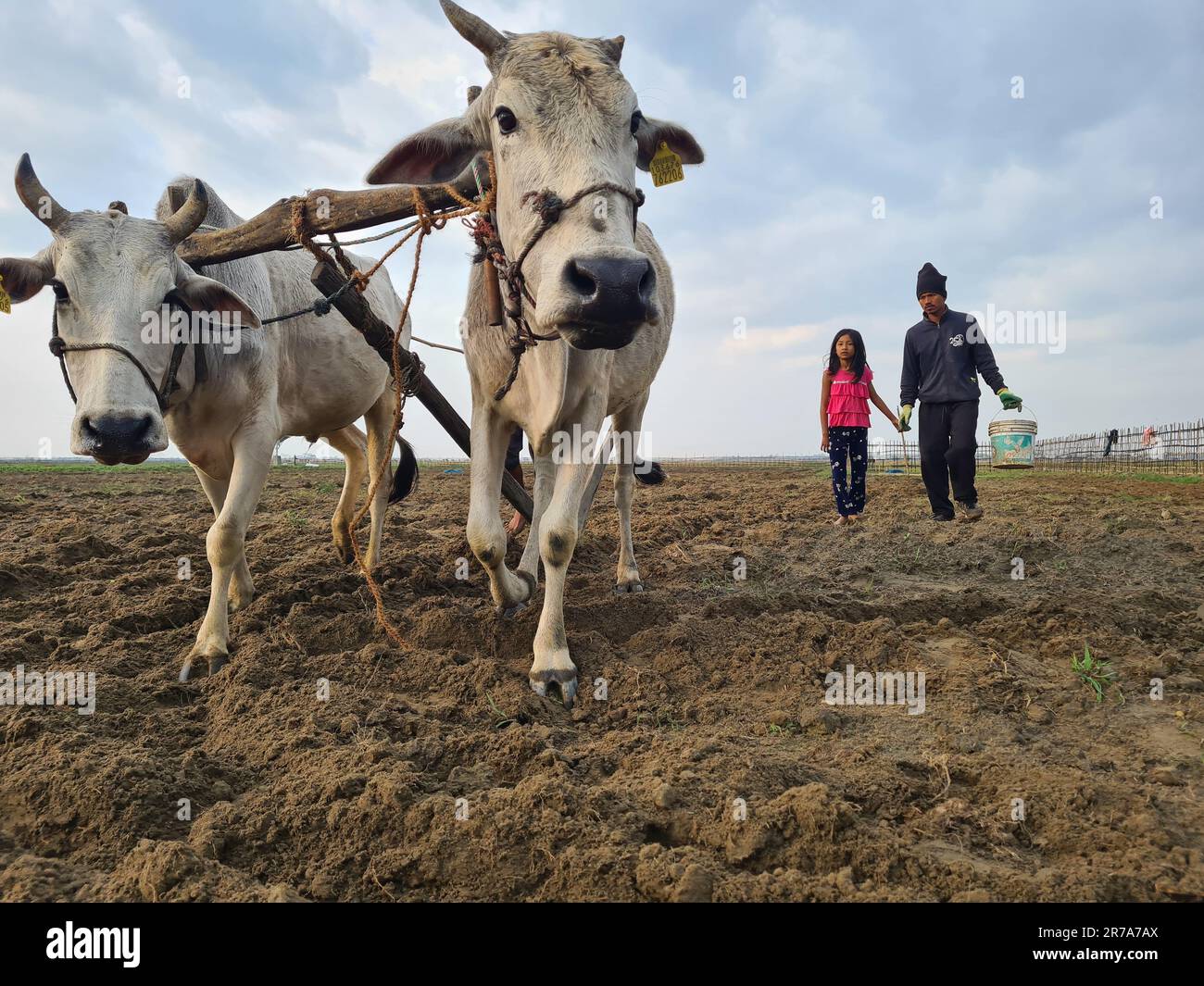 Due mucche che parlano di un campo coltivato con gli agricoltori in background Foto Stock