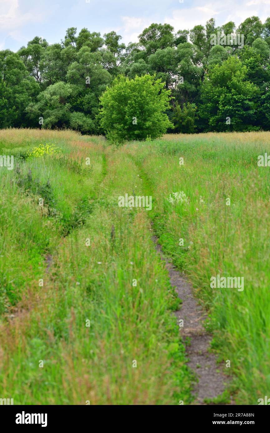 Paesaggio estivo con strada sterrata in Russia Foto Stock