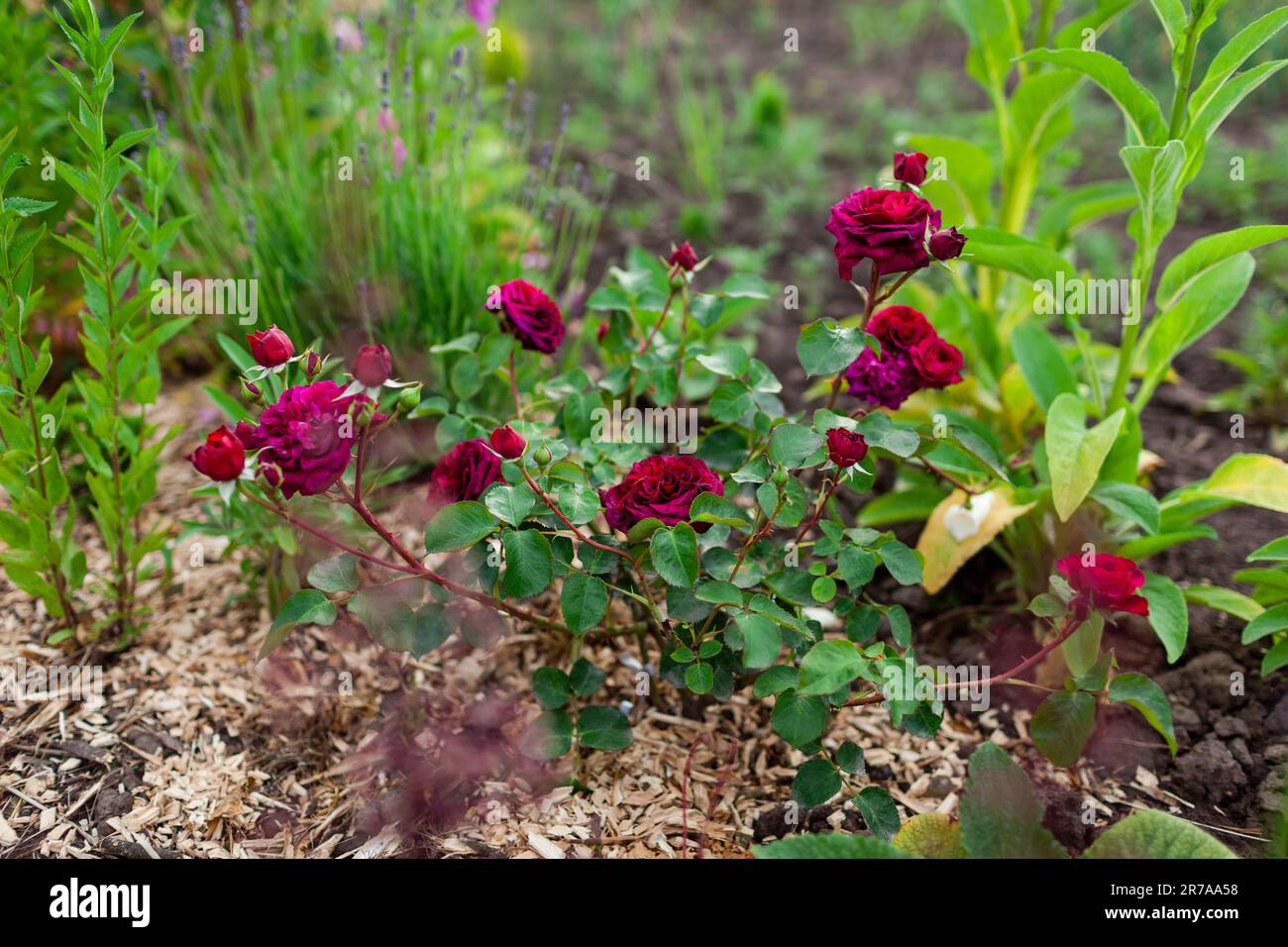 Borgogna Principe rosa fioritura nel giardino estivo. Rosa inglese con fiori rossi viola cresce su letto di fiori ricoperti di pacciame di legno Foto Stock