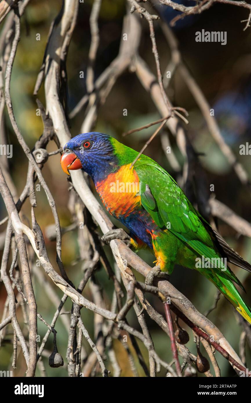 Arcobaleno loricheet (Trichoglosso moluccanus) sull'albero di Eucalyptus, Melbourne, Victoria, Australia. Foto Stock