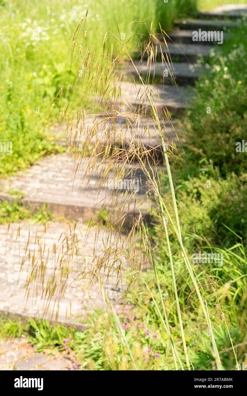 Zurigo, Svizzera, 22 maggio 2023 erba di piume giganti o avena dorata o Celtica Gigantea impianto nel giardino botanico Foto Stock