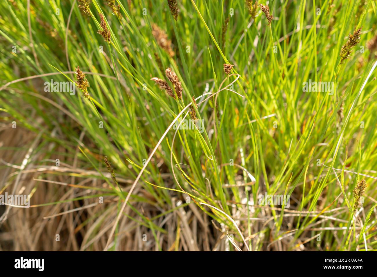 Zurigo, Svizzera, 22 maggio 2023 Tussack Seedge fibroso o Carex Appenquata presso il giardino botanico Foto Stock